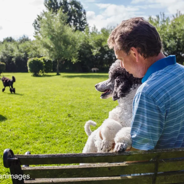 Hundeführer ist mit Hunden auf der Hundewiese im Park - YWHSP5F - Foto astrakanimages