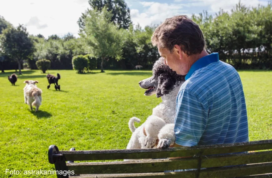 Hundeführer ist mit Hunden auf der Hundewiese im Park - YWHSP5F - Foto astrakanimages