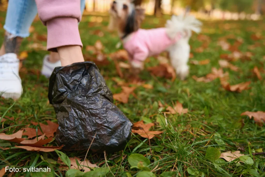 Frau sammelt mit schwarzen Hundekotbeutel von ihrem Terrier den Hundekot auf vom Rasen - 4JN8ZV3 - Foto svitlanah - Blogartikel Schweriner Hundetoiletten wieder einsatzbereit