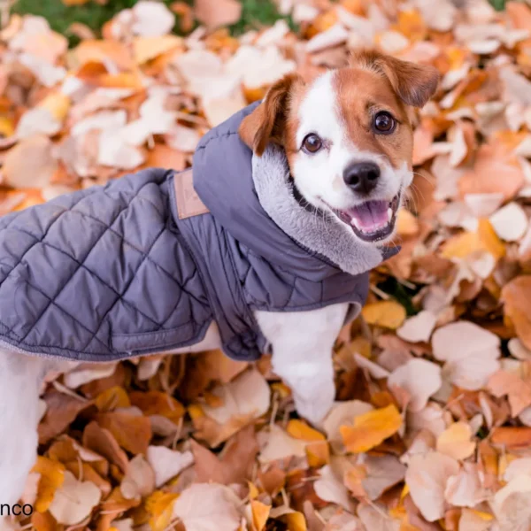 Jack Russell trägt einen grauen Hundemantel im Herbst im Freien - DE3LYDB - Foto evablanco - Blogartikel Hundemäntel gibt es bei Hundemantel-Mode.de