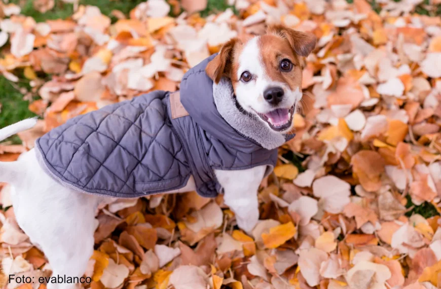 Jack Russell trägt einen grauen Hundemantel im Herbst im Freien - DE3LYDB - Foto evablanco - Blogartikel Hundemäntel gibt es bei Hundemantel-Mode.de