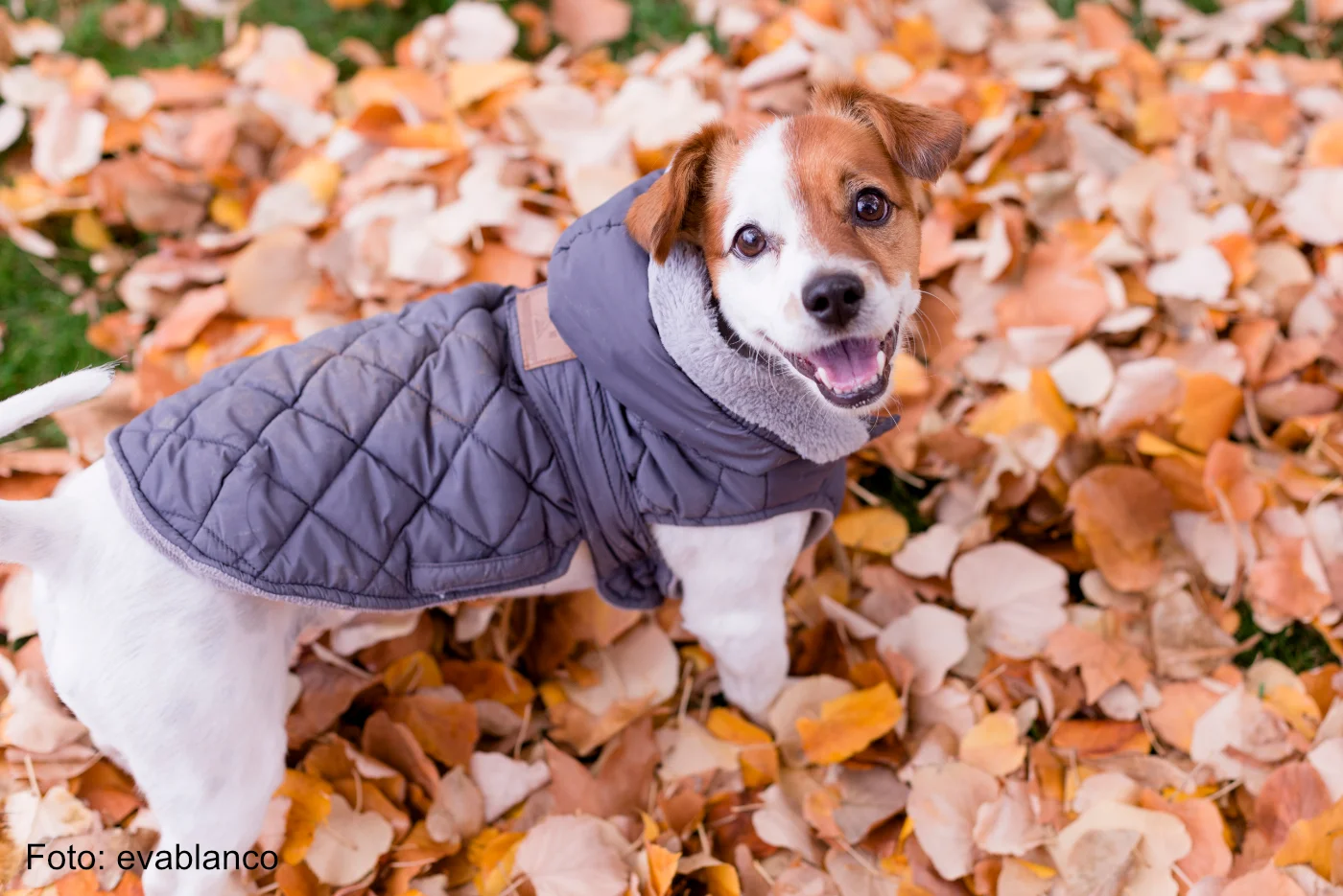 Jack Russell trägt einen grauen Hundemantel im Herbst im Freien - DE3LYDB - Foto evablanco - Blogartikel Hundemäntel gibt es bei Hundemantel-Mode.de