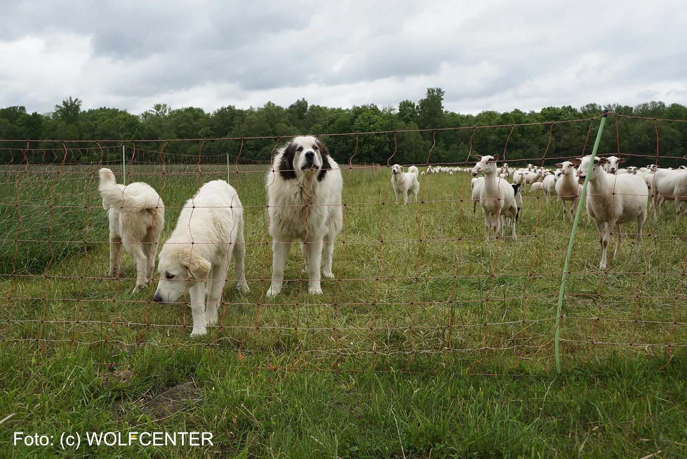 2023_04_28_Pressemitteilung Herdenschutzhunde (c) WOLFCENTER