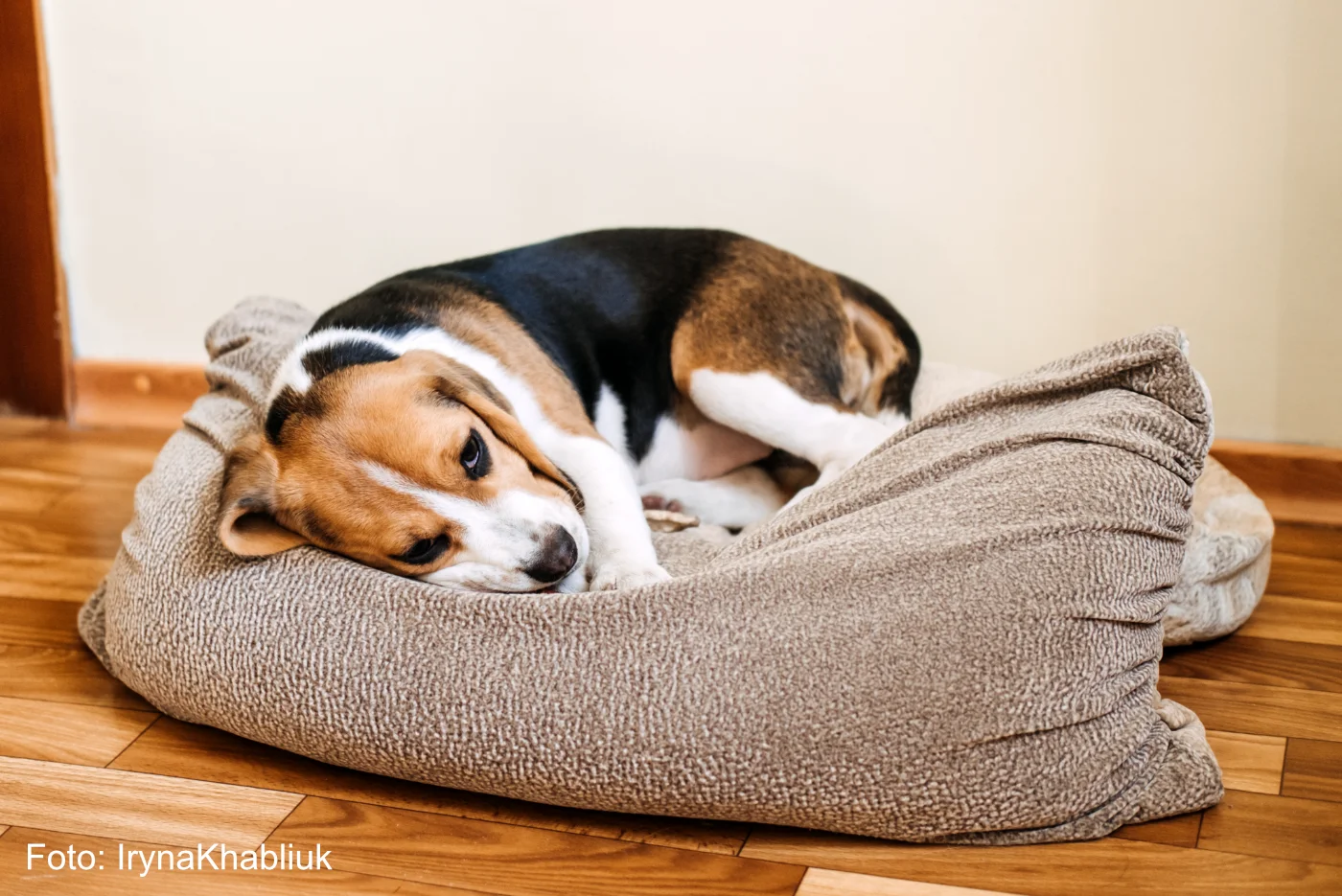 Beagle Welpe liegt auf einem Hundebett und ist krank - QJQN8SA - Foto IrynaKhabliuk - Blogartikel wenn Ihr Hund gespuckt hat