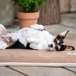 Hundeliegematte Jokkmokk Summertime