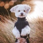 Pullover für Hunde: Himalaya