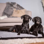 Hundeliegematte Jokkmokk Berberfleece