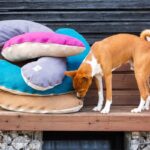 Hundekissen: Schmusehörnchen Summertime