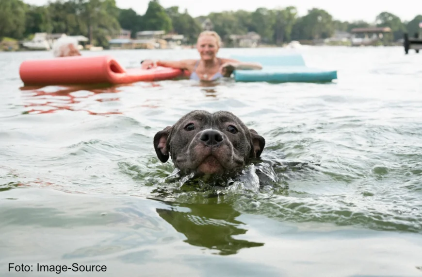 Wasserrute bei Hunden: Der Badespaß mit Folgen und wie Sie Ihrem Vierbeiner helfen können