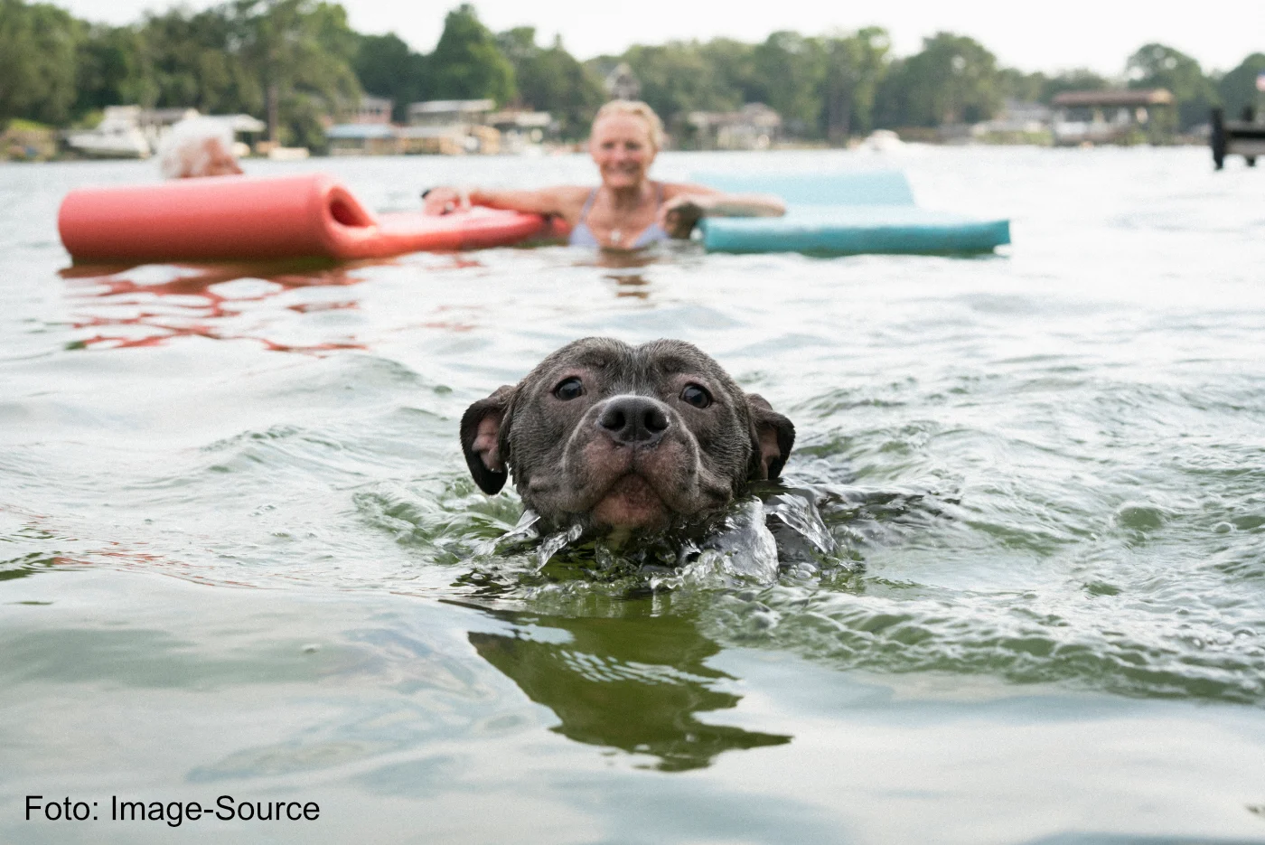 Wasserrute bei Hunden: Der Badespaß mit Folgen und wie Sie Ihrem Vierbeiner…