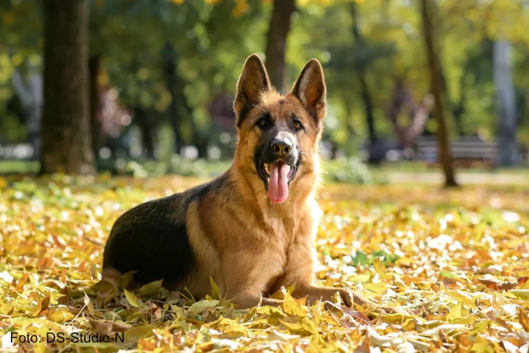 Hbscher deutscher Schferhund im Park bei Herbst- Vorstellung der Hunderasse Schferhund - LAWNHSG - Copyright DS Studio N