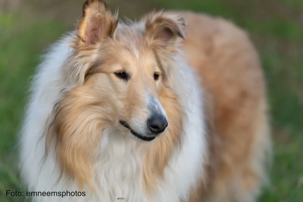 Border Collie im Freien auf grünem Gras - Hundebrühmten wie Lassie und Pal - XCXS4E6 - Foto emneemsphotos