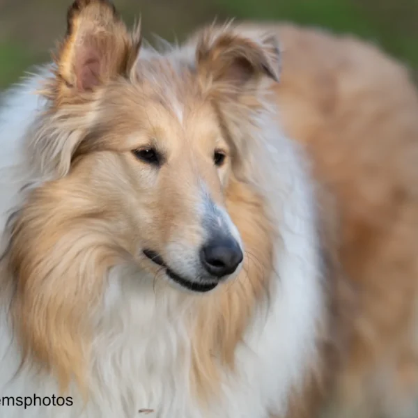 Border Collie im Freien auf grünem Gras - Hundebrühmten wie Lassie und Pal - XCXS4E6 - Foto emneemsphotos