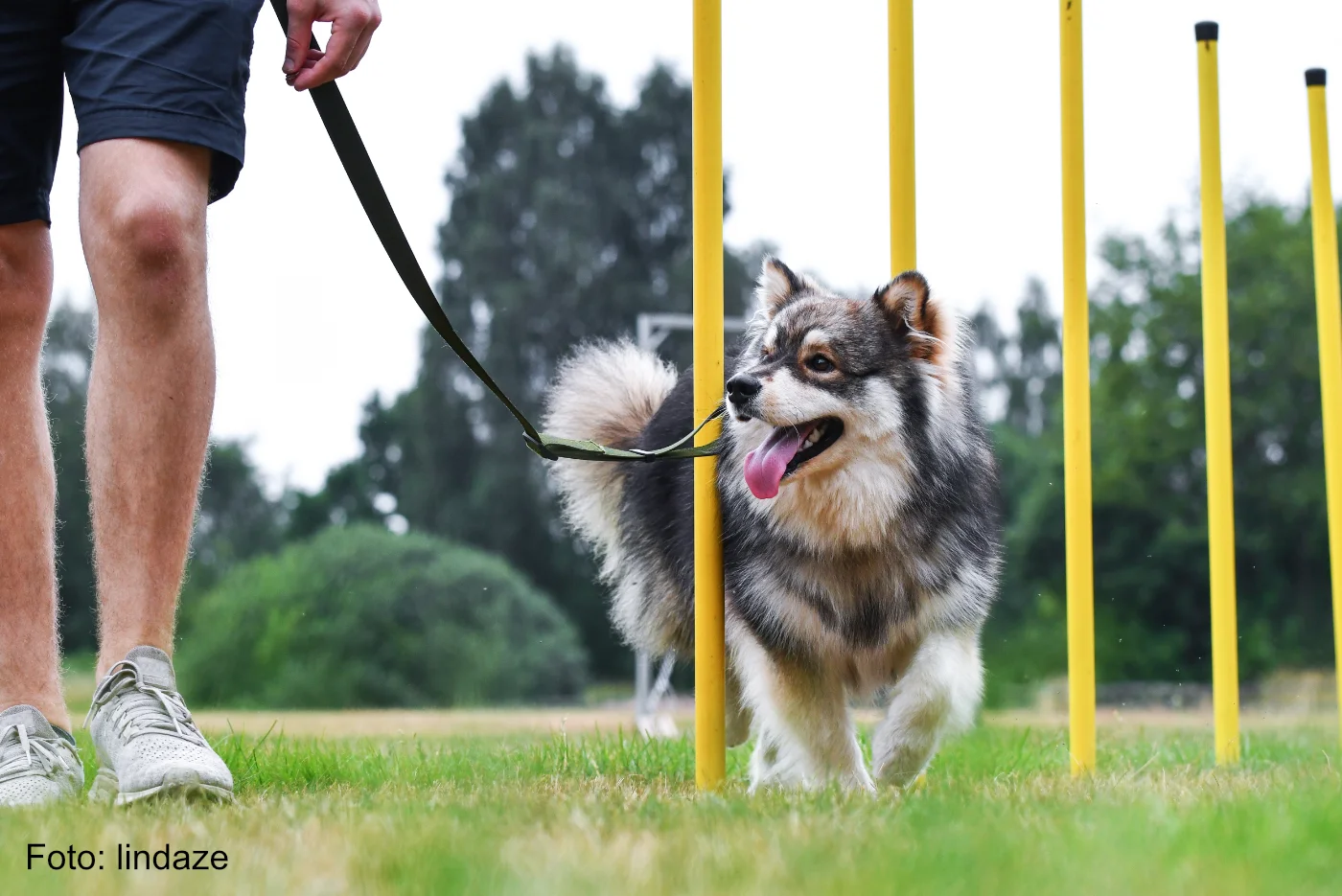 Finnischer Lapphund ist mit einem Hundebesitzer beim Hundetraining Agility - YNXJSF4 - Foto lindaze