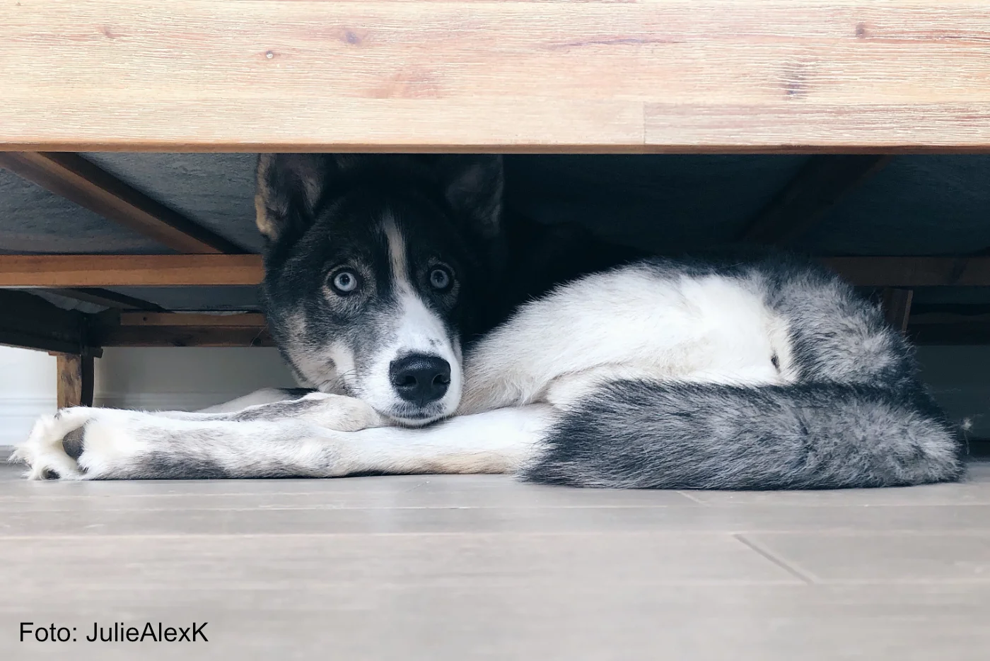 Hund versteckt sich unter dem Bett vor Aufregung und Angst - E7XMV7F - Foto JulieAlexK - Blogartikel Ergänzungsfuttermittel Masterdog hilft zur Entspannung