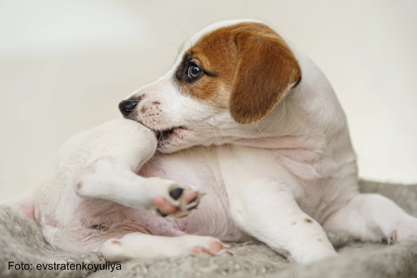 Jack Russel Welpe kratzt sich wegen Hundefloh und hat den Hundewurm -4B4WVA8 - Foto evstratenkoyuliya