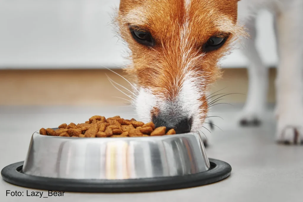 Kleiner Hund mit sensiblen Magen frisst Trockenfutter in seinem Hundenapf - MKPN9Z7 - Foto Lazy_Bear