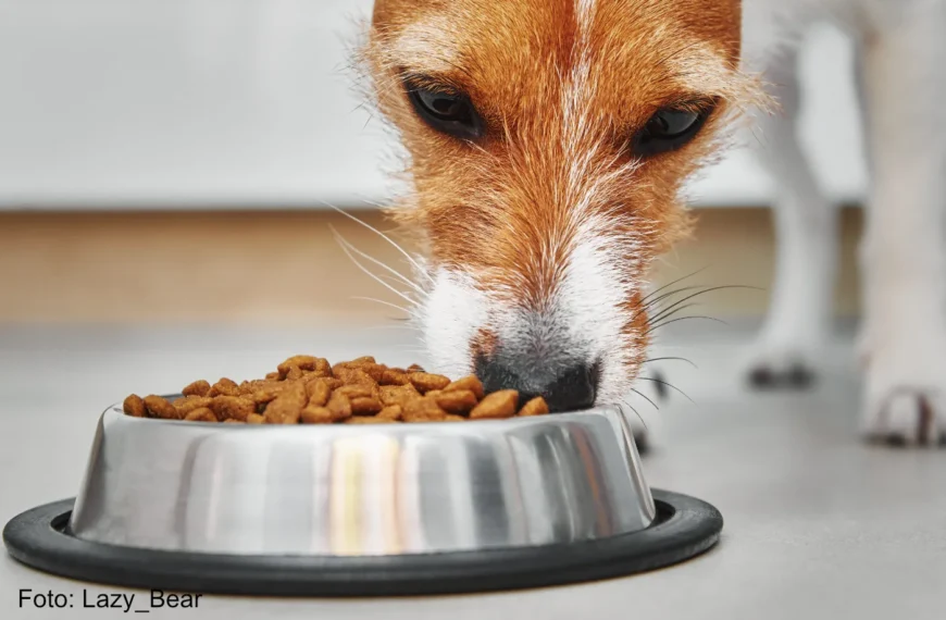 Kleiner Hund mit sensiblen Magen frisst Trockenfutter in seinem Hundenapf - MKPN9Z7 - Foto Lazy_Bear