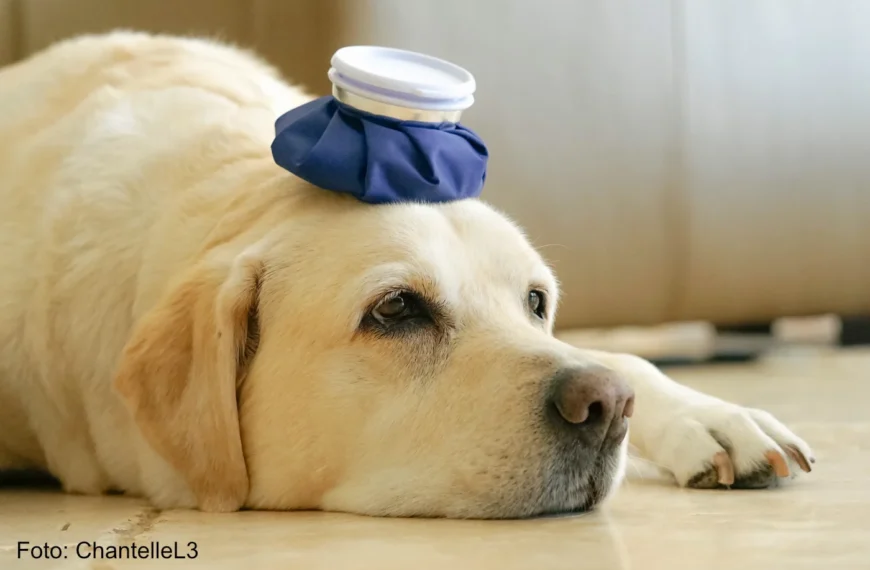 kranker Labrador Retriever mit Eisbeutel auf dem Kopf als Symbol für Hundekrankheit -7AZ42Y4 - Foto ChantelleL3