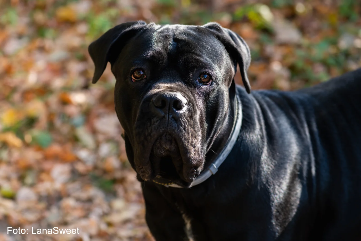 Schwarzer italienischer Cane Corso Hund im Herbst schaut frontal - Vorstellung der Hunderasse Cane Corso - JRSBBHE - Copyright LanaSweet