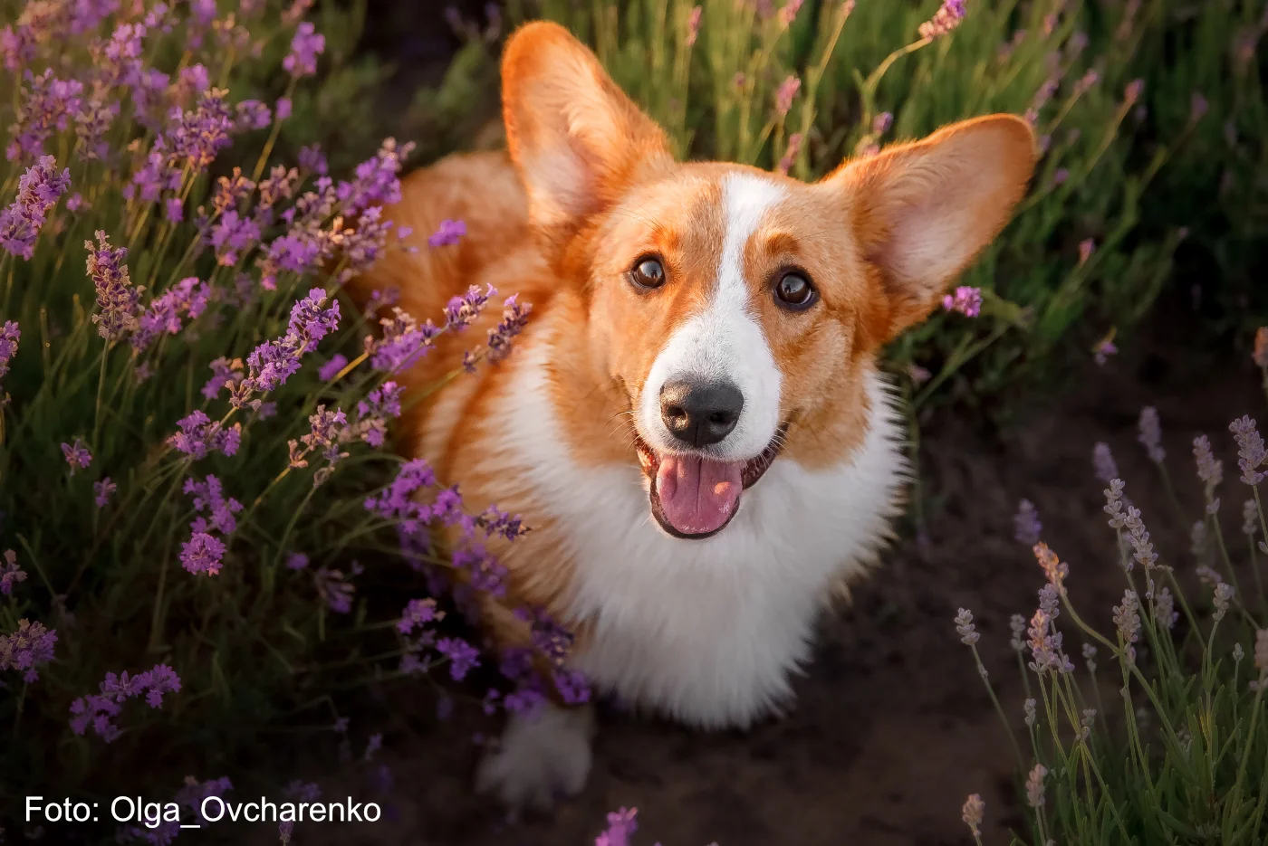 Welsh Corgi Cardigan