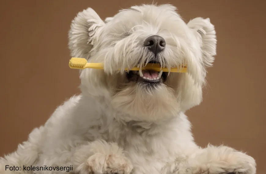 Mundgeruch beim Hund – heute leider kein…