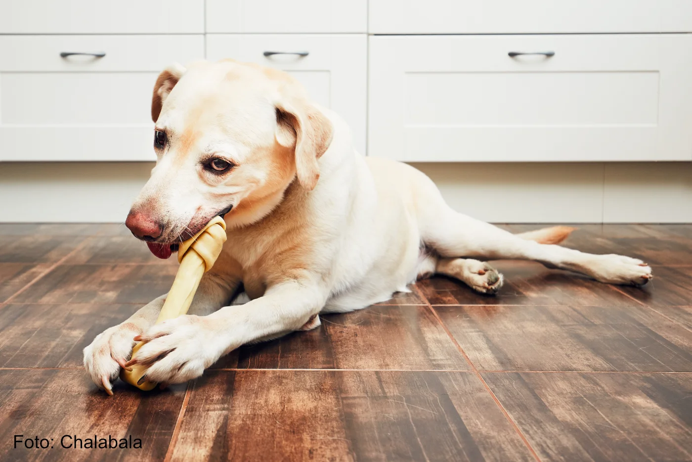 Labrador Retriever Hund beißt in großen Hundekauknochen für die Zahngesundheit