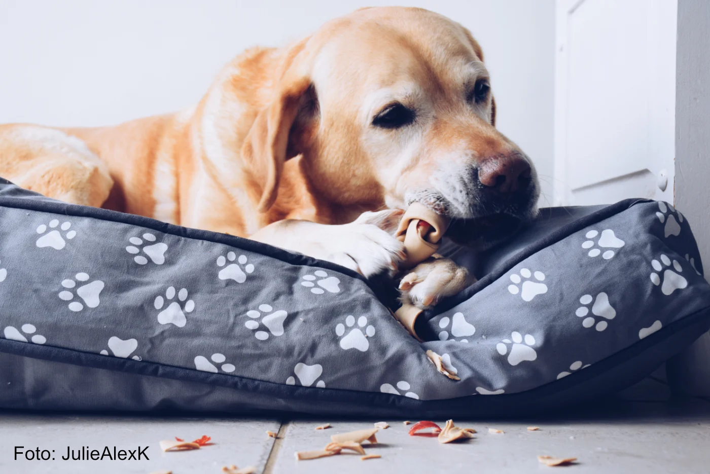 Labrador Retriever Hund liegt auf einem Hundekissen mit Pfotenmuster und kaut auf seinem Kauknochen rum für die Zahnpflege