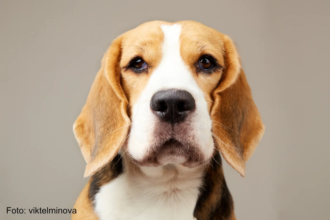 Beaglehund auf der internationalen Hundemesse Rassehunde in Rostock - T2DC9VJ - Foto viktelminova