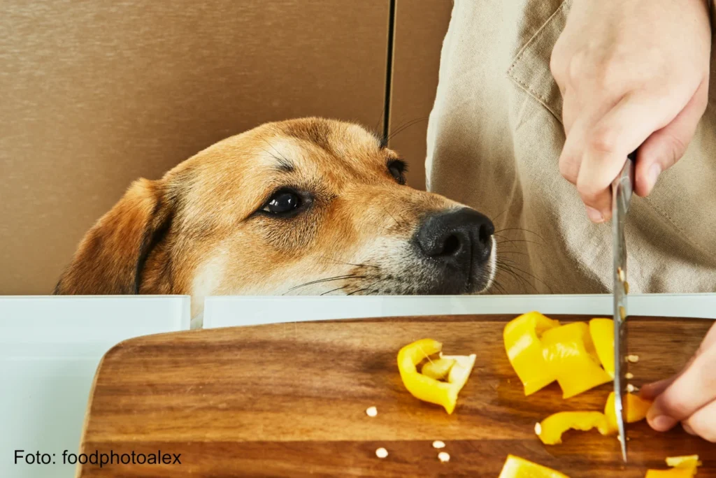 Hund guckt nach gelber Paprika auf dem Brett und moechte diese am liebsten fressen - BPSAX6F - Copyright foodphotoalex