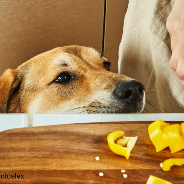 Hund guckt nach gelber Paprika auf dem Brett und moechte diese am liebsten fressen - BPSAX6F - Copyright foodphotoalex
